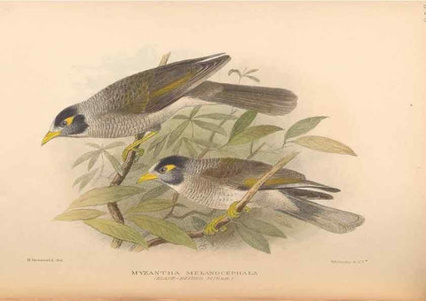 Reproducción/Reproduction 48743530548: The Birds of Australia. London :Witherby & Co.,1910-1927.. 
