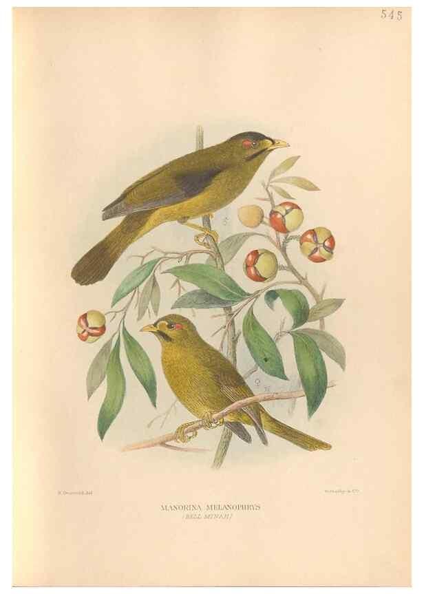 Reproducción/Reproduction 48743865476: The Birds of Australia. London :Witherby & Co.,1910-1927.. 