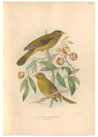 Reproducción/Reproduction 48743865476: The Birds of Australia. London :Witherby & Co.,1910-1927.. 