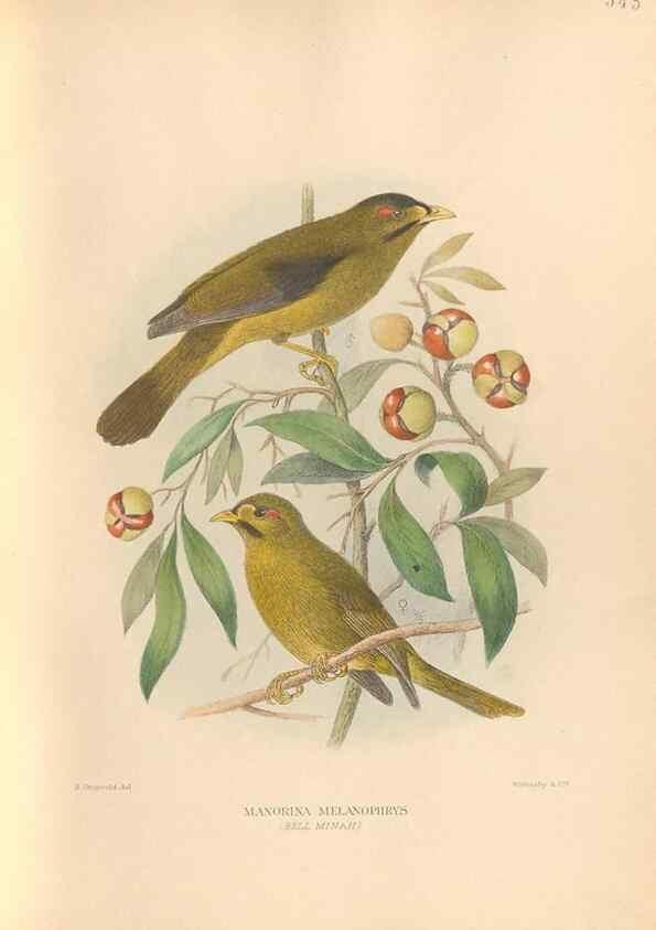 Reproducción/Reproduction 48743865476: The Birds of Australia. London :Witherby & Co.,1910-1927.. 