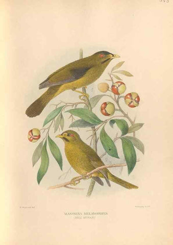 Reproducción/Reproduction 48743865476: The Birds of Australia. London :Witherby & Co.,1910-1927.. 