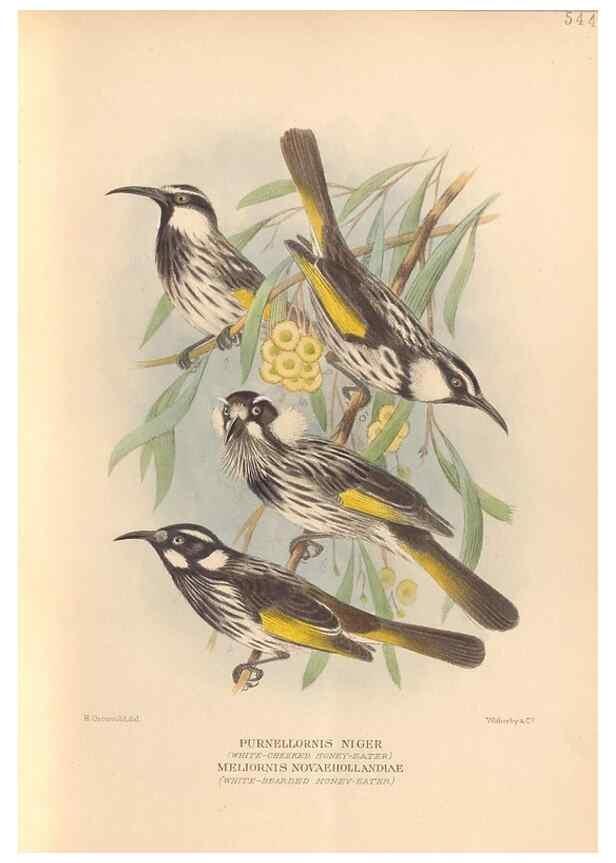 Reproducción/Reproduction 48744040442: The Birds of Australia. London :Witherby & Co.,1910-1927.. 
