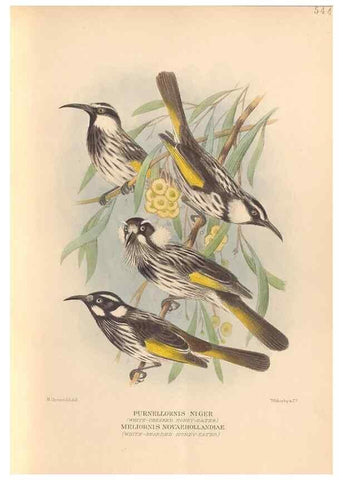 Reproducción/Reproduction 48744040442: The Birds of Australia. London :Witherby & Co.,1910-1927.. 
