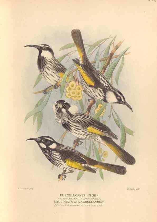 Reproducción/Reproduction 48744040442: The Birds of Australia. London :Witherby & Co.,1910-1927.. 