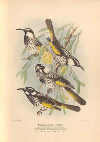 Reproducción/Reproduction 48744040442: The Birds of Australia. London :Witherby & Co.,1910-1927.. 