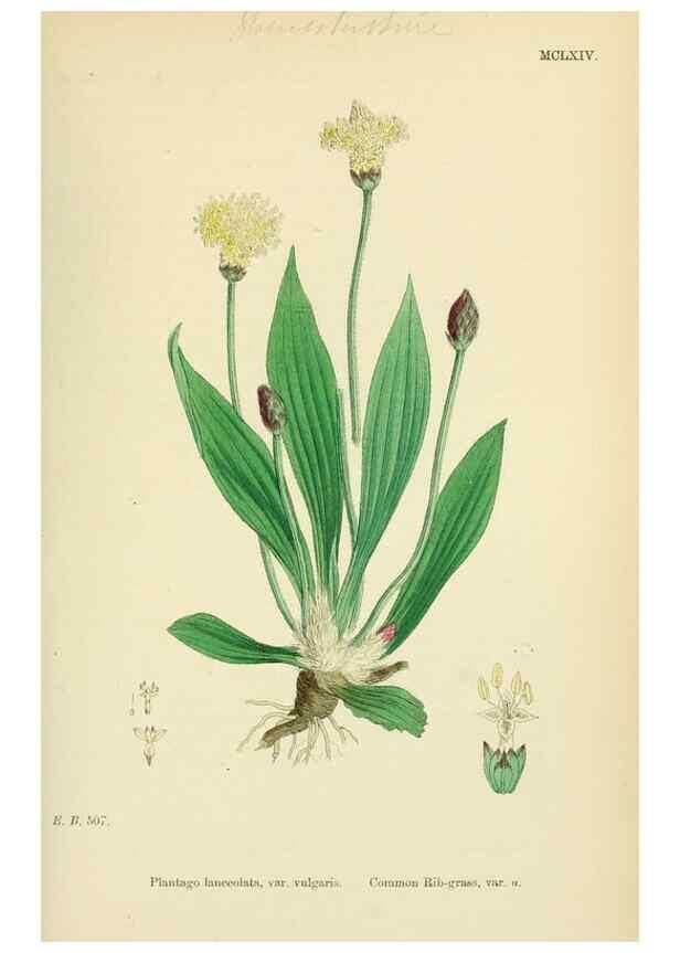 Reproducción/Reproduction 48717749638: English botany, or, Coloured figures of British plants /. London :R. Hardwicke,1863-1886.. 
