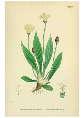 Reproducción/Reproduction 48717749638: English botany, or, Coloured figures of British plants /. London :R. Hardwicke,1863-1886.. 