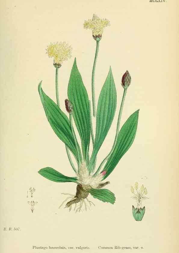 Reproducción/Reproduction 48717749638: English botany, or, Coloured figures of British plants /. London :R. Hardwicke,1863-1886.. 