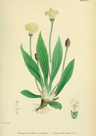 Reproducción/Reproduction 48717749638: English botany, or, Coloured figures of British plants /. London :R. Hardwicke,1863-1886.. 