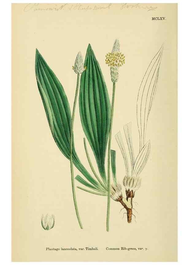 Reproducción/Reproduction 48717750073: English botany, or, Coloured figures of British plants /. London :R. Hardwicke,1863-1886.. 