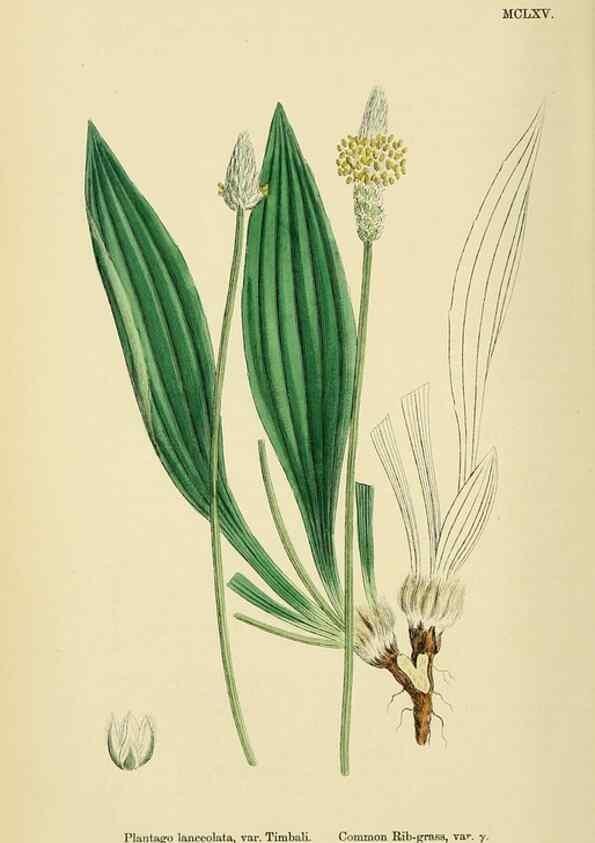 Reproducción/Reproduction 48717750073: English botany, or, Coloured figures of British plants /. London :R. Hardwicke,1863-1886.. 