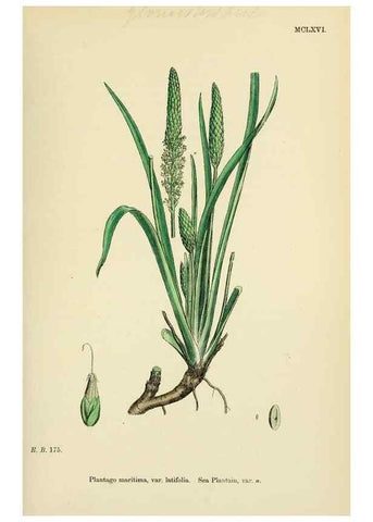 Reproducción/Reproduction 48718086981: English botany, or, Coloured figures of British plants /. London :R. Hardwicke,1863-1886.. 
