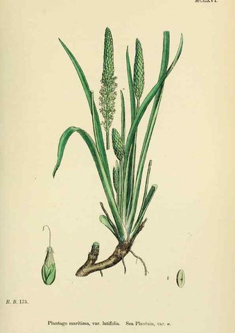 Reproducción/Reproduction 48718086981: English botany, or, Coloured figures of British plants /. London :R. Hardwicke,1863-1886.. 
