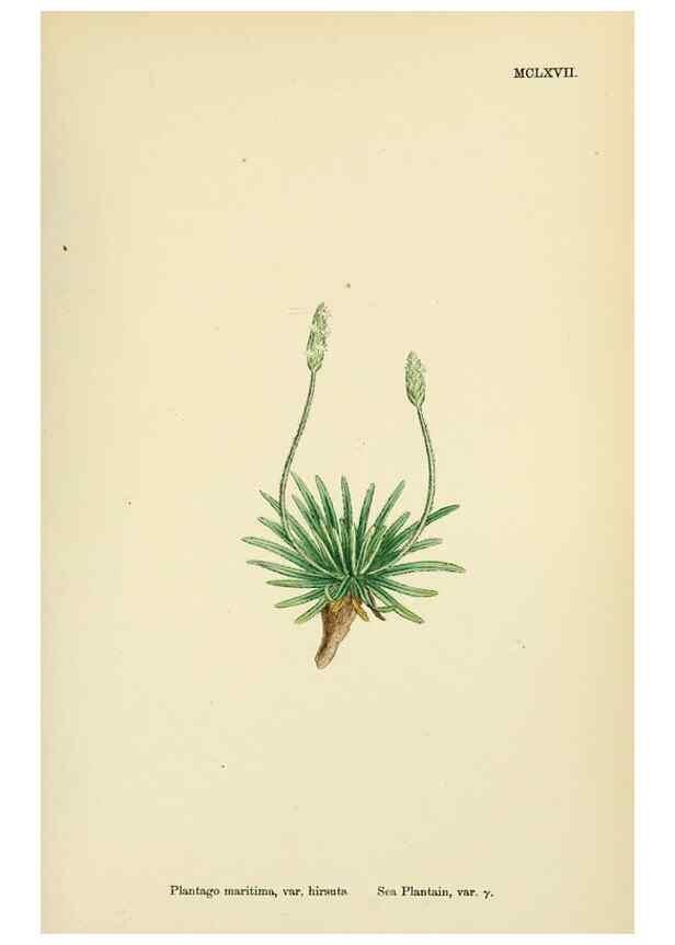 Reproducción/Reproduction 48718087291: English botany, or, Coloured figures of British plants /. London :R. Hardwicke,1863-1886.. 