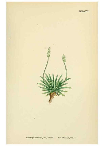 Reproducción/Reproduction 48718087291: English botany, or, Coloured figures of British plants /. London :R. Hardwicke,1863-1886.. 