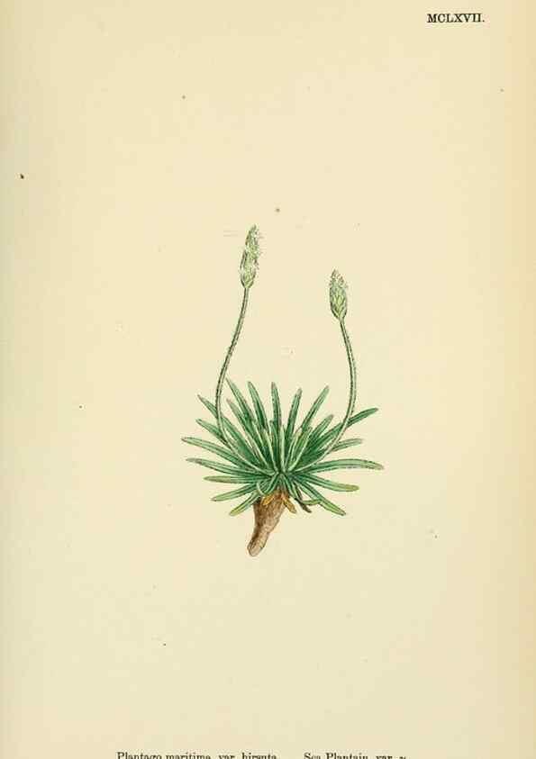 Reproducción/Reproduction 48718087291: English botany, or, Coloured figures of British plants /. London :R. Hardwicke,1863-1886.. 
