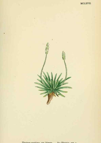 Reproducción/Reproduction 48718087291: English botany, or, Coloured figures of British plants /. London :R. Hardwicke,1863-1886.. 