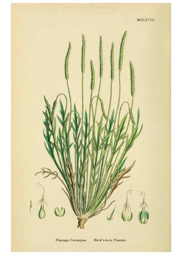 Reproducción/Reproduction 48718087641: English botany, or, Coloured figures of British plants /. London :R. Hardwicke,1863-1886.. 
