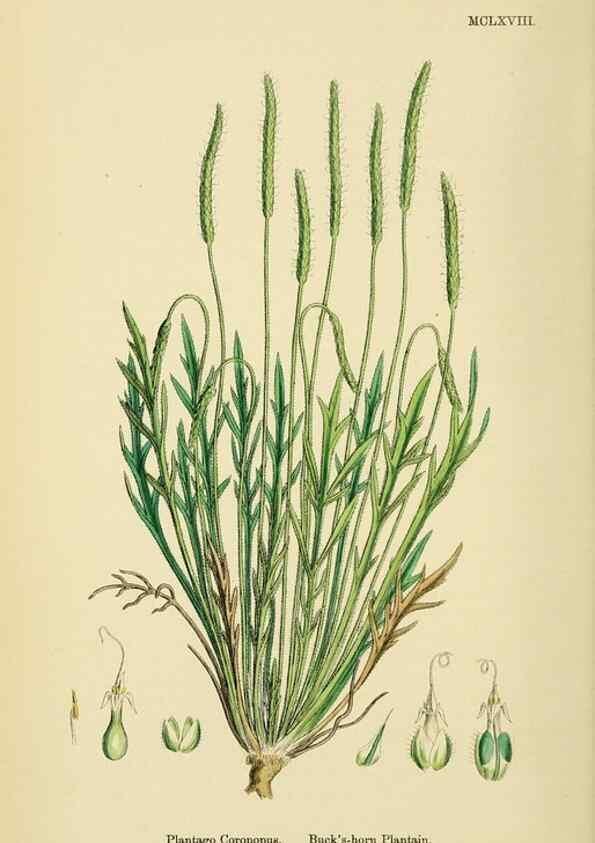Reproducción/Reproduction 48718087641: English botany, or, Coloured figures of British plants /. London :R. Hardwicke,1863-1886.. 