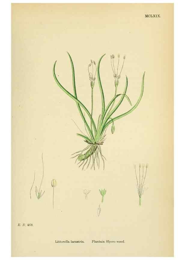 Reproducción/Reproduction 48717751318: English botany, or, Coloured figures of British plants /. London :R. Hardwicke,1863-1886.. 