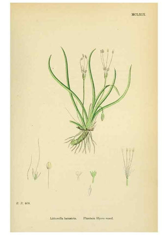 Reproducción/Reproduction 48717751318: English botany, or, Coloured figures of British plants /. London :R. Hardwicke,1863-1886.. 