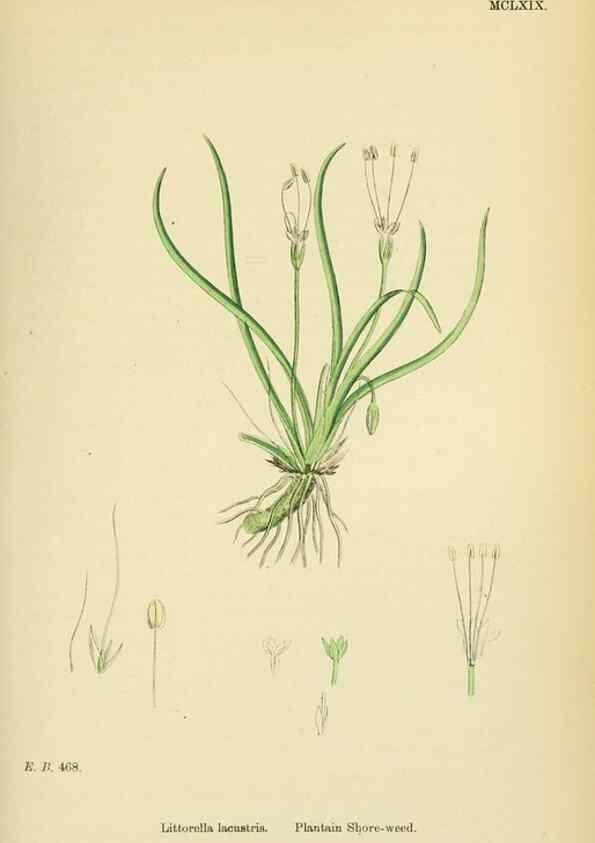 Reproducción/Reproduction 48717751318: English botany, or, Coloured figures of British plants /. London :R. Hardwicke,1863-1886.. 