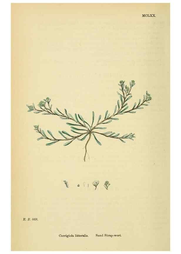 Reproducción/Reproduction 48718260427: English botany, or, Coloured figures of British plants /. London :R. Hardwicke,1863-1886.. 
