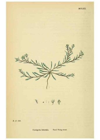 Reproducción/Reproduction 48718260427: English botany, or, Coloured figures of British plants /. London :R. Hardwicke,1863-1886.. 