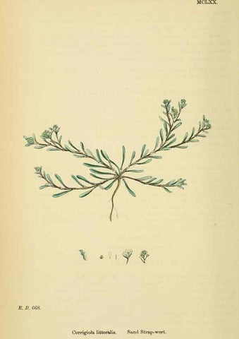 Reproducción/Reproduction 48718260427: English botany, or, Coloured figures of British plants /. London :R. Hardwicke,1863-1886.. 