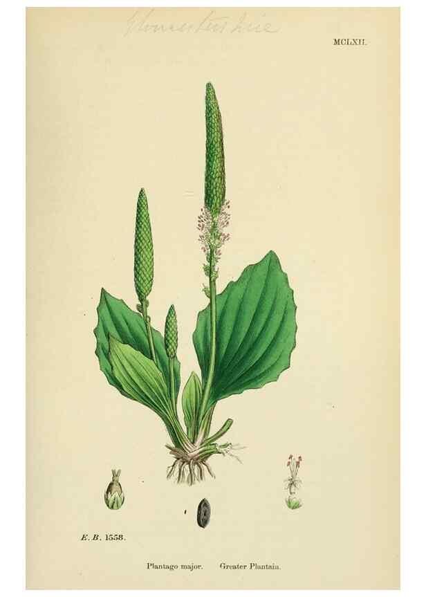 Reproducción/Reproduction 48717749048: English botany, or, Coloured figures of British plants /. London :R. Hardwicke,1863-1886.. 