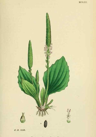 Reproducción/Reproduction 48717749048: English botany, or, Coloured figures of British plants /. London :R. Hardwicke,1863-1886.. 