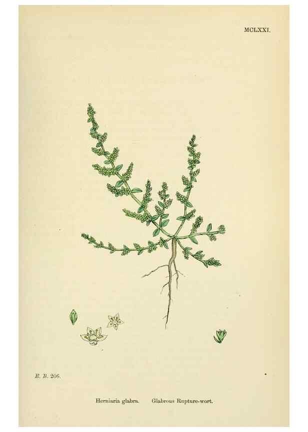 Reproducción/Reproduction 48717751938: English botany, or, Coloured figures of British plants /. London :R. Hardwicke,1863-1886.. 