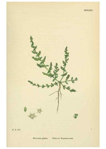 Reproducción/Reproduction 48717751938: English botany, or, Coloured figures of British plants /. London :R. Hardwicke,1863-1886.. 