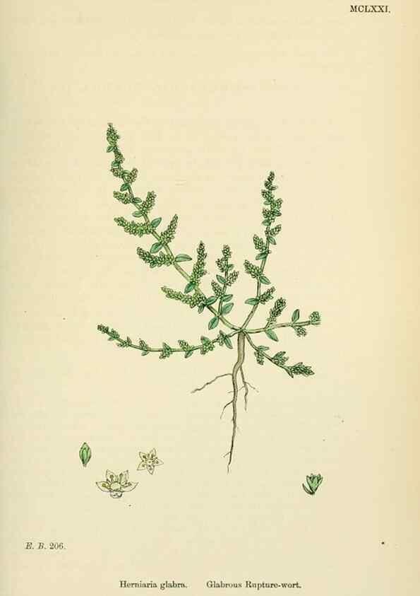 Reproducción/Reproduction 48717751938: English botany, or, Coloured figures of British plants /. London :R. Hardwicke,1863-1886.. 
