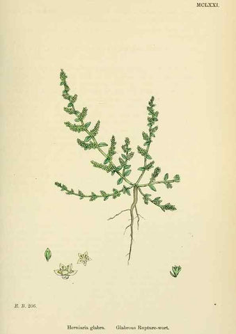 Reproducción/Reproduction 48717751938: English botany, or, Coloured figures of British plants /. London :R. Hardwicke,1863-1886.. 