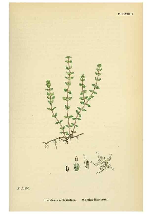 Reproducción/Reproduction 48718261597: English botany, or, Coloured figures of British plants /. London :R. Hardwicke,1863-1886.. 