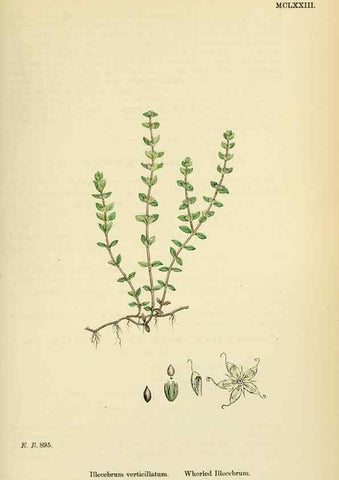 Reproducción/Reproduction 48718261597: English botany, or, Coloured figures of British plants /. London :R. Hardwicke,1863-1886.. 