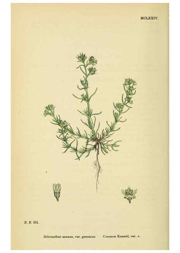 Reproducción/Reproduction 48717753193: English botany, or, Coloured figures of British plants /. London :R. Hardwicke,1863-1886.. 