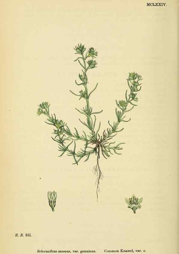 Reproducción/Reproduction 48717753193: English botany, or, Coloured figures of British plants /. London :R. Hardwicke,1863-1886.. 