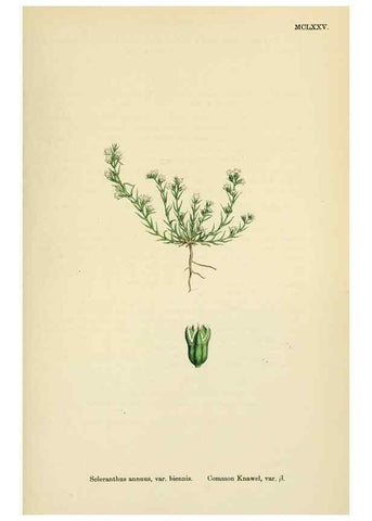 Reproducción/Reproduction 48718262402: English botany, or, Coloured figures of British plants /. London :R. Hardwicke,1863-1886.. 