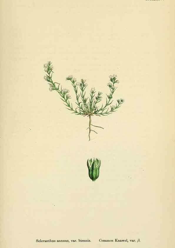 Reproducción/Reproduction 48718262402: English botany, or, Coloured figures of British plants /. London :R. Hardwicke,1863-1886.. 