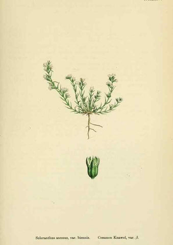 Reproducción/Reproduction 48718262402: English botany, or, Coloured figures of British plants /. London :R. Hardwicke,1863-1886.. 