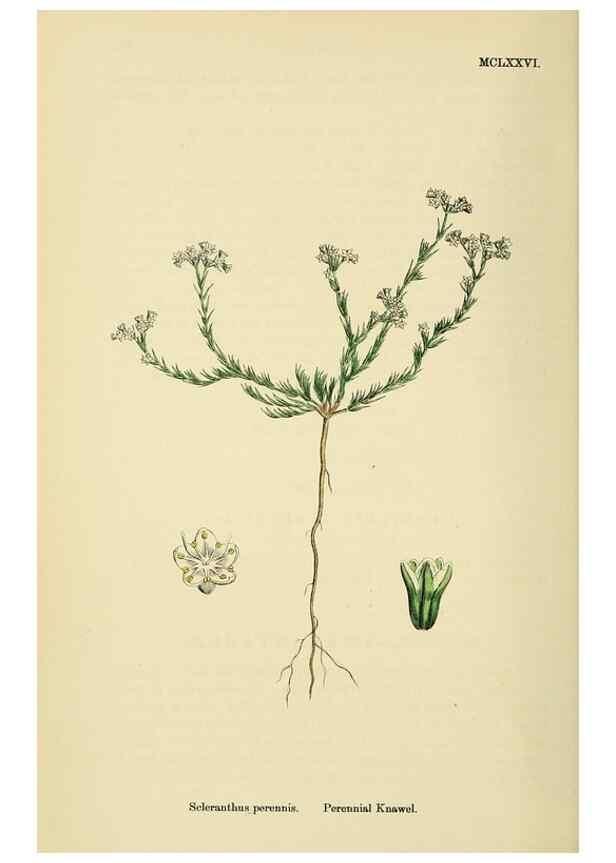 Reproducción/Reproduction 48717753753: English botany, or, Coloured figures of British plants /. London :R. Hardwicke,1863-1886.. 