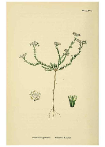 Reproducción/Reproduction 48717753753: English botany, or, Coloured figures of British plants /. London :R. Hardwicke,1863-1886.. 