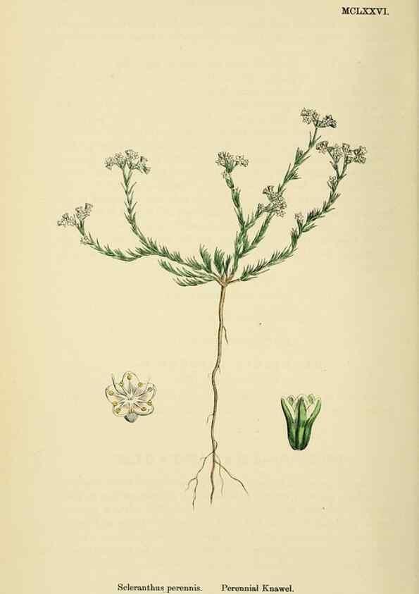 Reproducción/Reproduction 48717753753: English botany, or, Coloured figures of British plants /. London :R. Hardwicke,1863-1886.. 