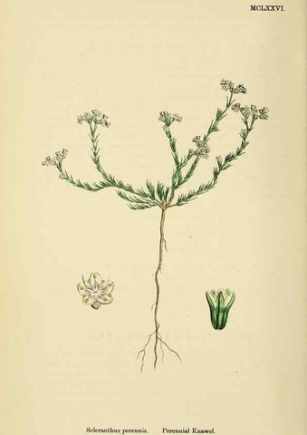 Reproducción/Reproduction 48717753753: English botany, or, Coloured figures of British plants /. London :R. Hardwicke,1863-1886.. 