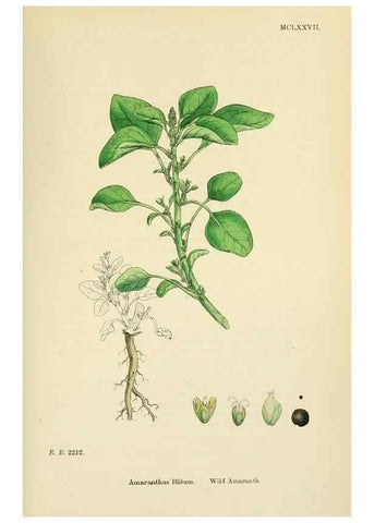 Reproducción/Reproduction 48718263172: English botany, or, Coloured figures of British plants /. London :R. Hardwicke,1863-1886.. 