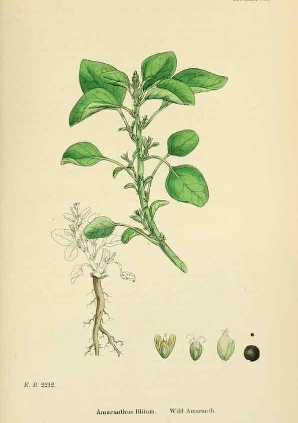 Reproducción/Reproduction 48718263172: English botany, or, Coloured figures of British plants /. London :R. Hardwicke,1863-1886.. 