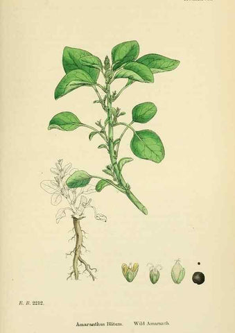 Reproducción/Reproduction 48718263172: English botany, or, Coloured figures of British plants /. London :R. Hardwicke,1863-1886.. 
