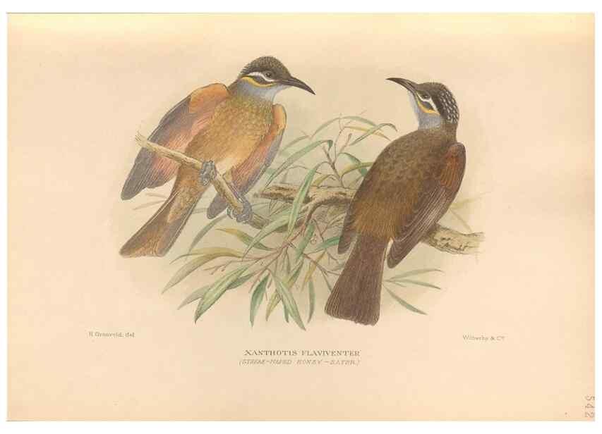 Reproducción/Reproduction 48744039737: The Birds of Australia. London :Witherby & Co.,1910-1927.. 